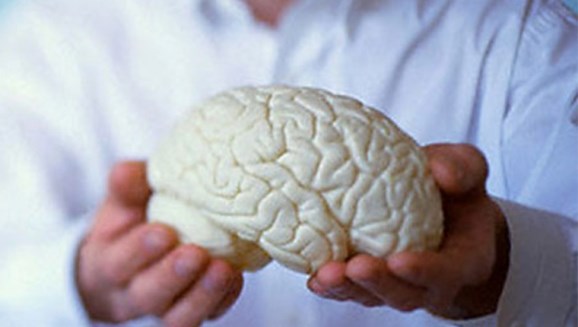 Макет в виде мозга человека