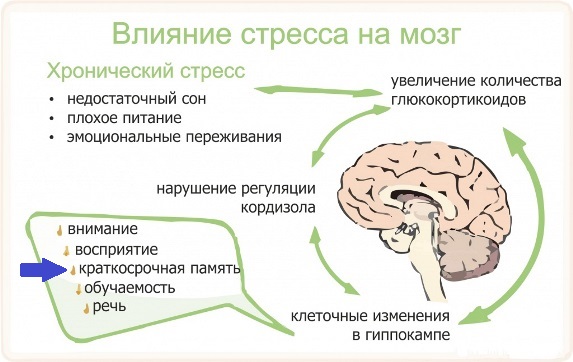 Влияние стресса на мозг и память человека
